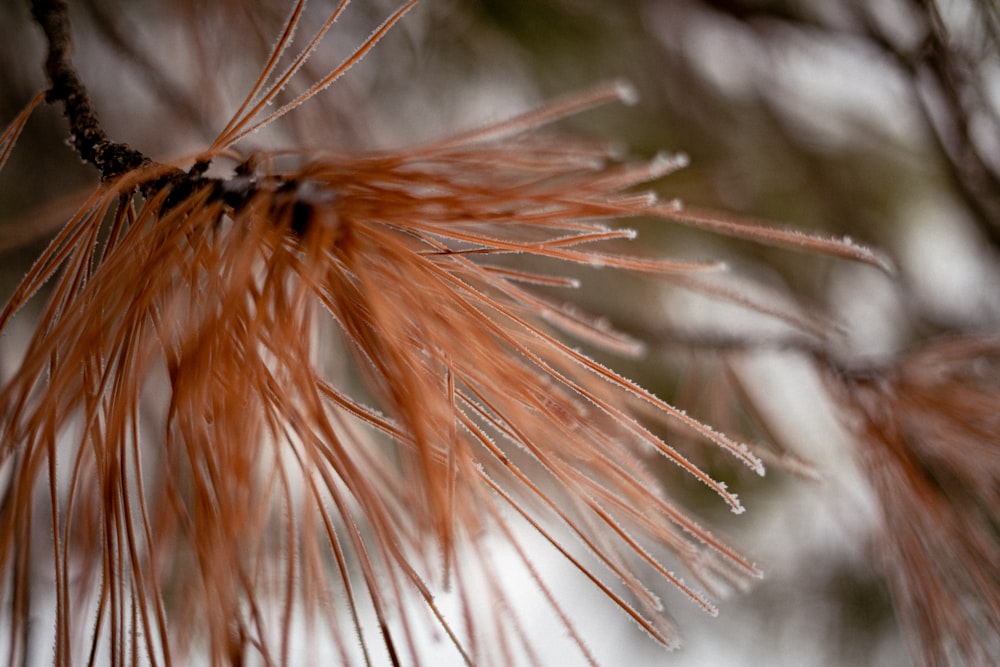 close up of a plant