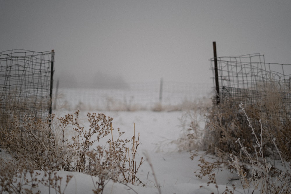 a snowy field with a fence and trees