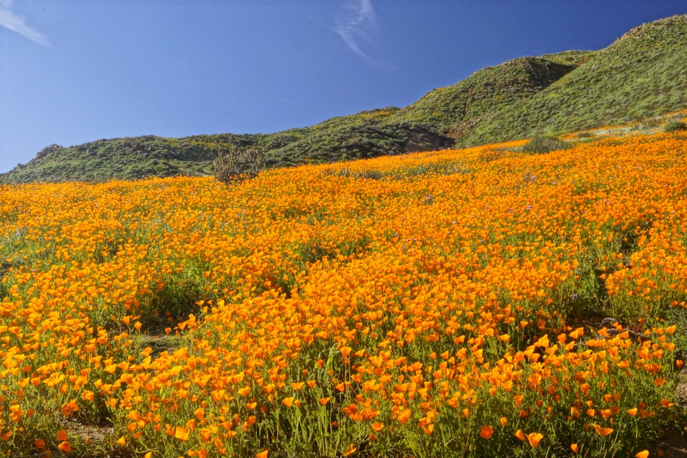 a field of flowers with Antelope Valley California Poppy Reserve in the background