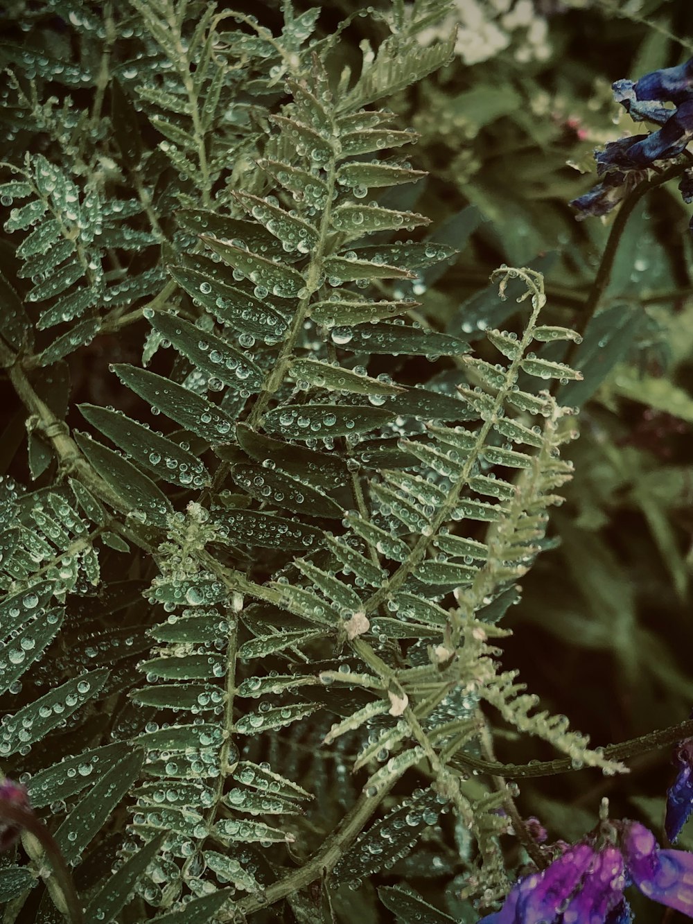 a close up of a plant