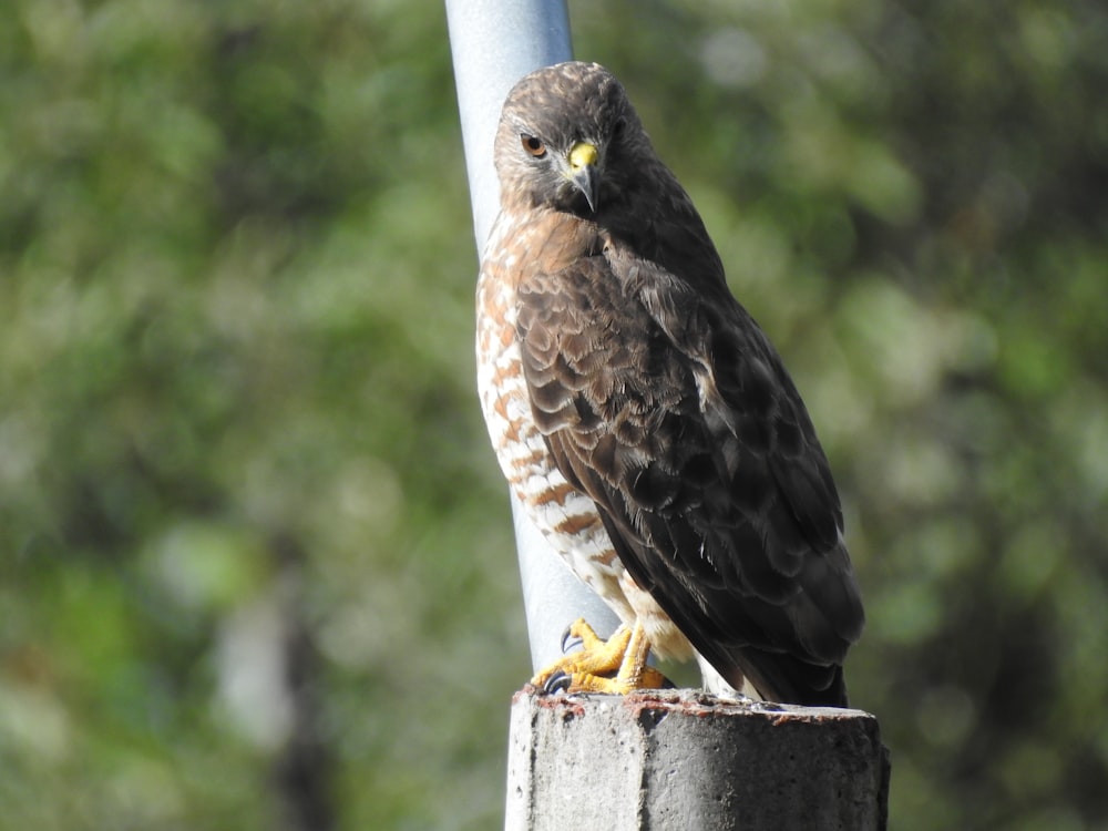 Ein Vogel steht auf einem Pfosten