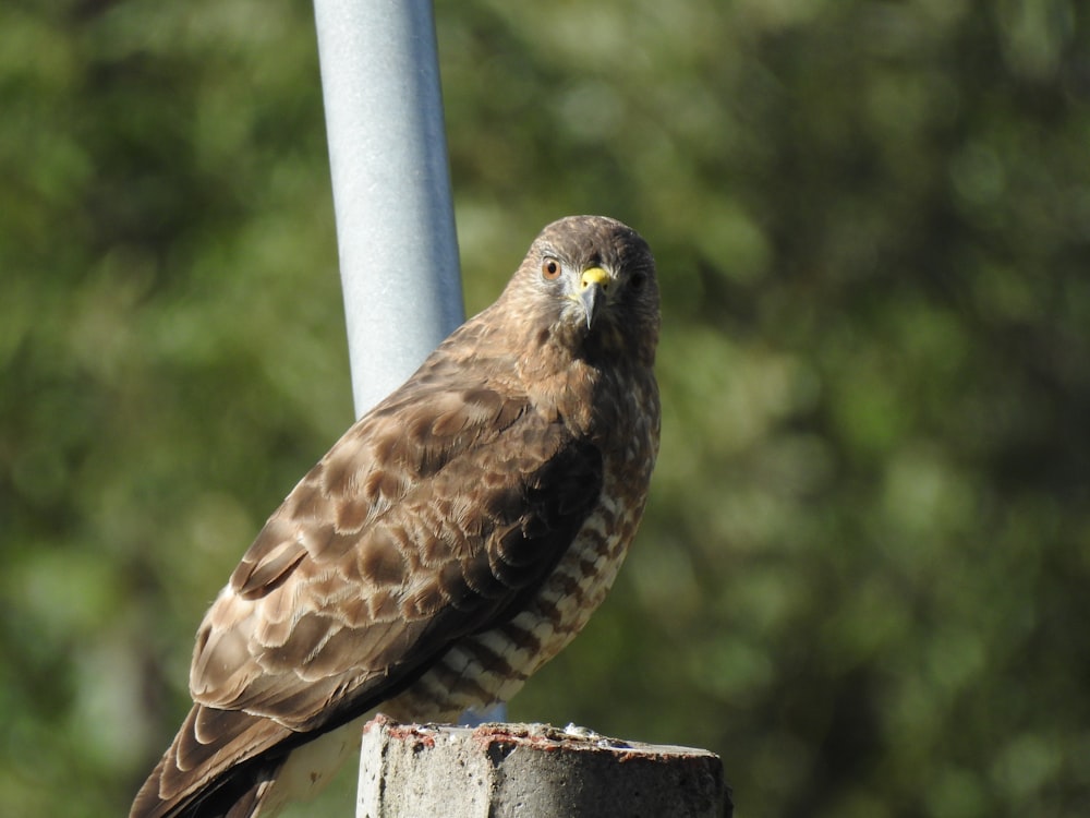 un oiseau assis sur un poteau