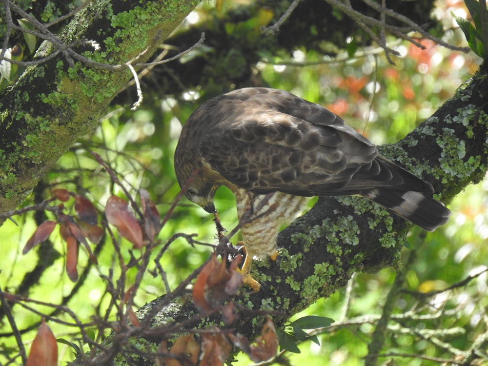 Un uccello appollaiato su un ramo d'albero