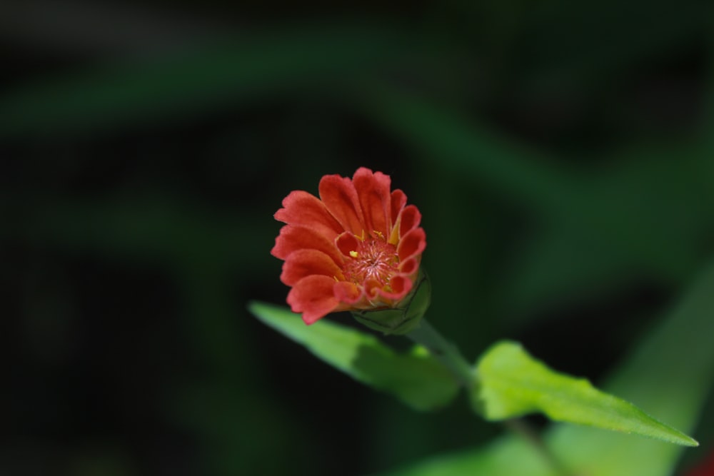 uma flor vermelha com folhas verdes