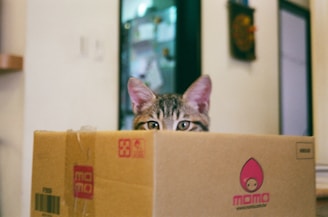 a cat in a box