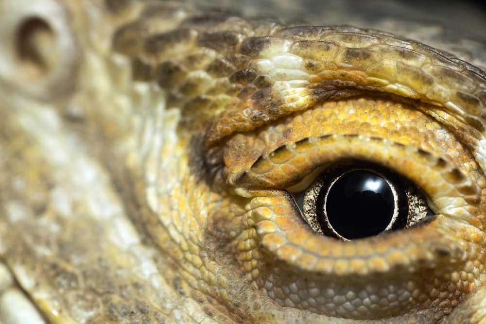 a close up of a fish's eye