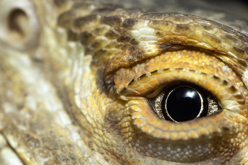 Ancient Cyclops Ancestor Uncovered as the Evolutionary Origin of Human Vision