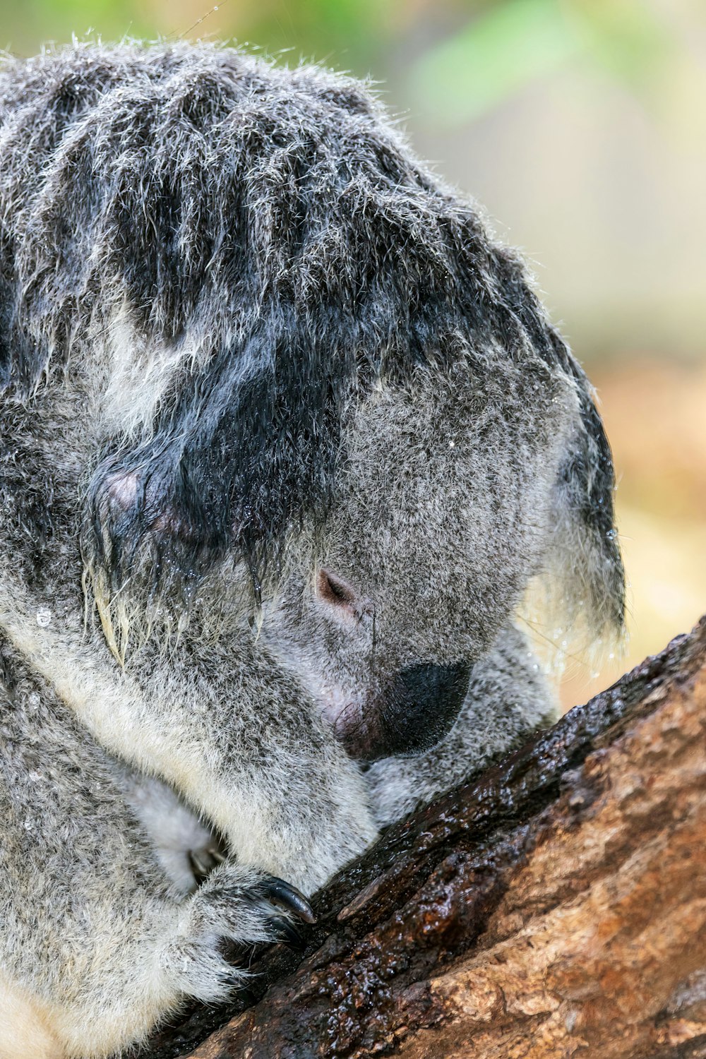 um pequeno animal em um tronco