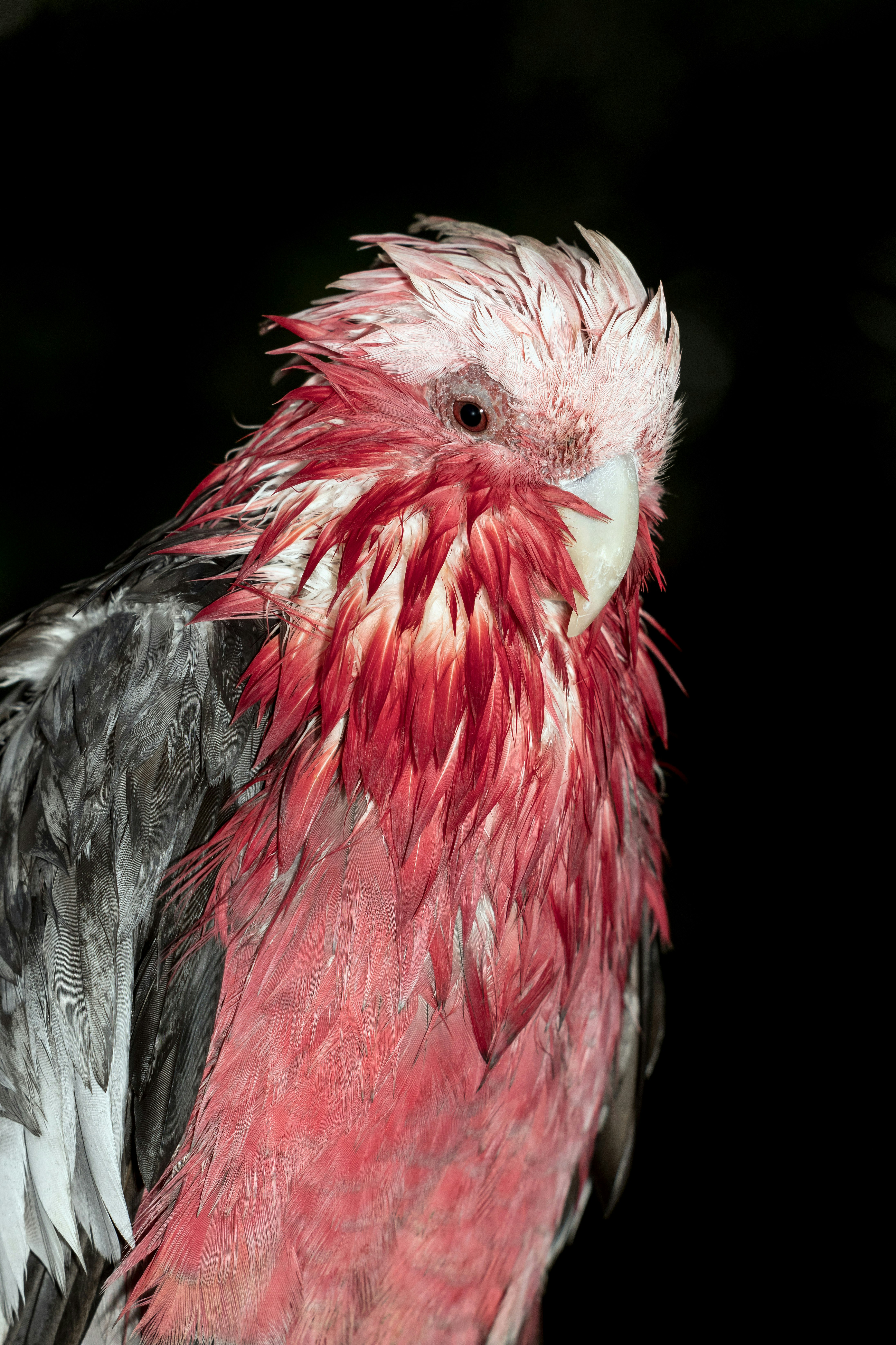 A rain-soaked galah. We have had a long stretch of hot weather with no rain, and perhaps this bird simply enjoyed getting wet and cooling down in the rain..