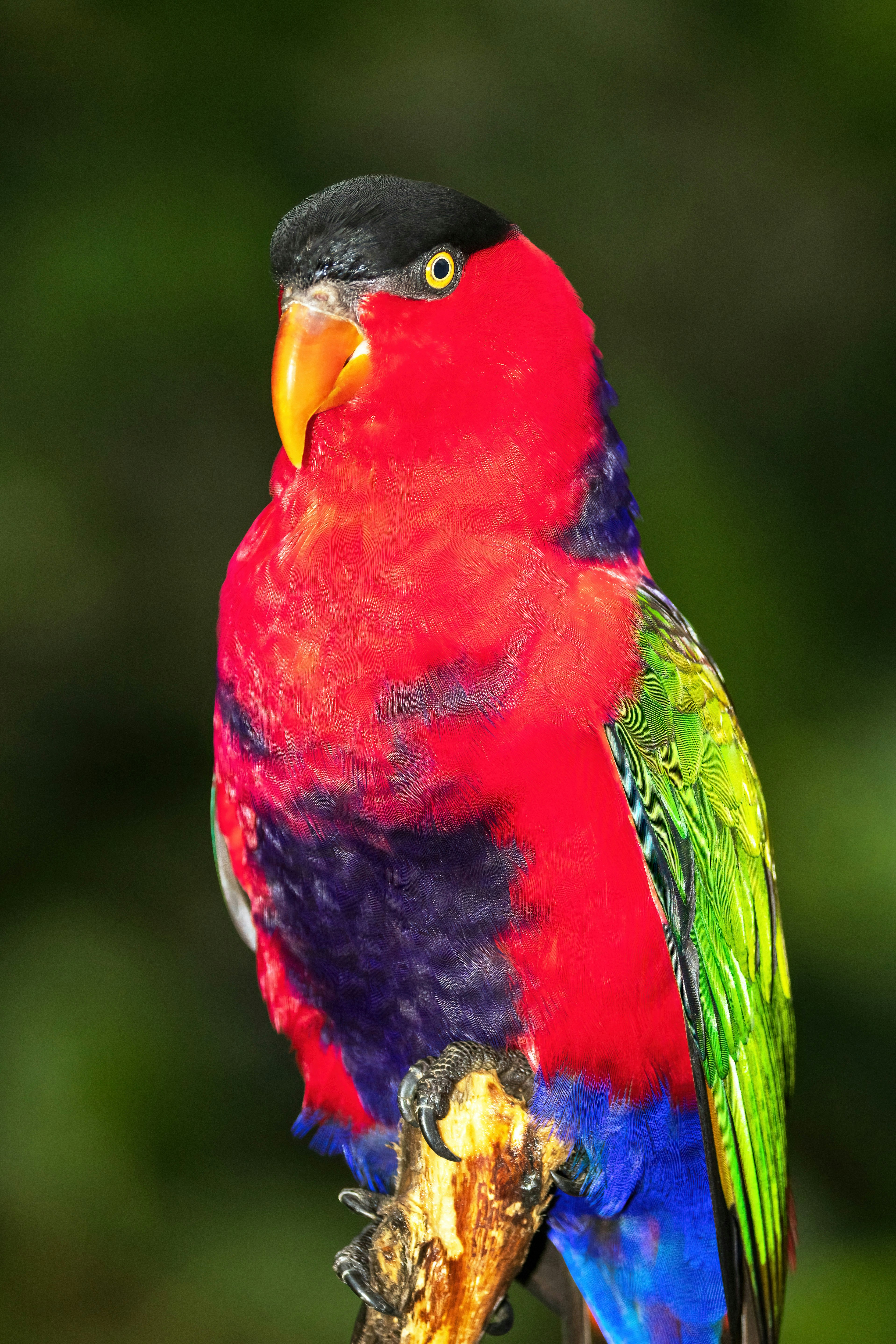 3. Black-capped Lory (image credits: unsplash)