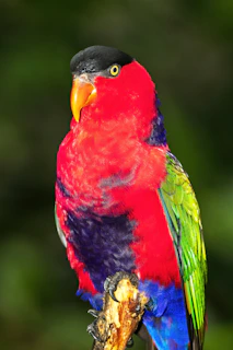 A vibrantly colored parrot with a striking red plumage covers most of its body. The head is black, and it features an orange beak and bright yellow eyes. The wings display a beautiful mix of green and blue hues. The bird is perched on a natural wooden branch against a blurred green background.