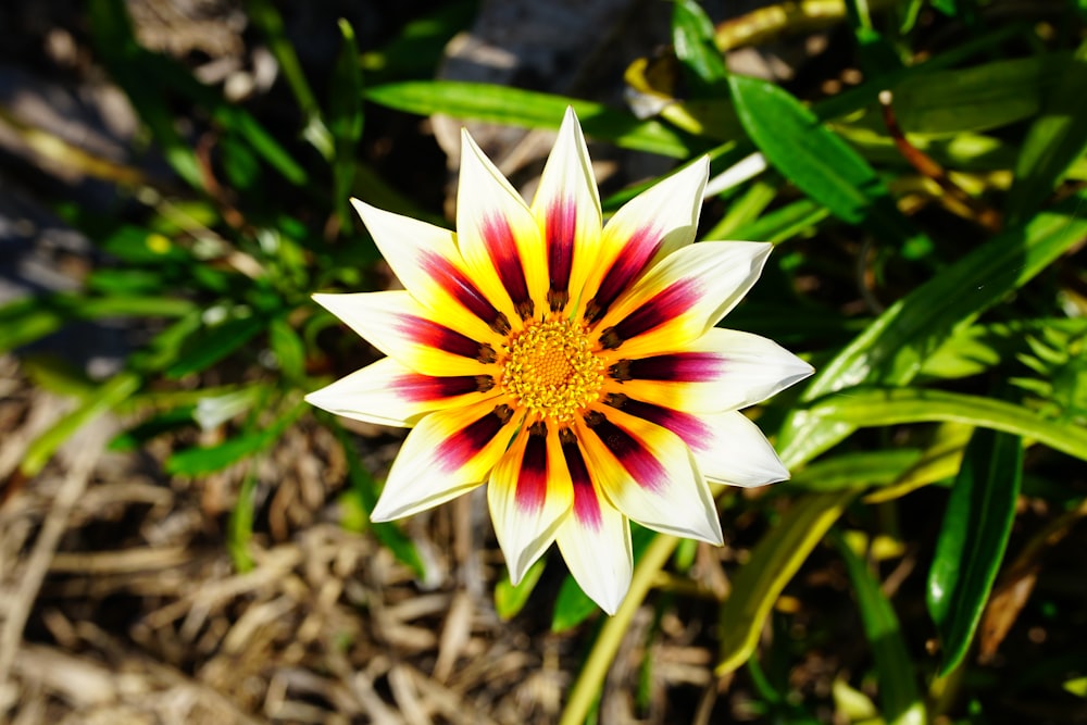 a flower in a garden