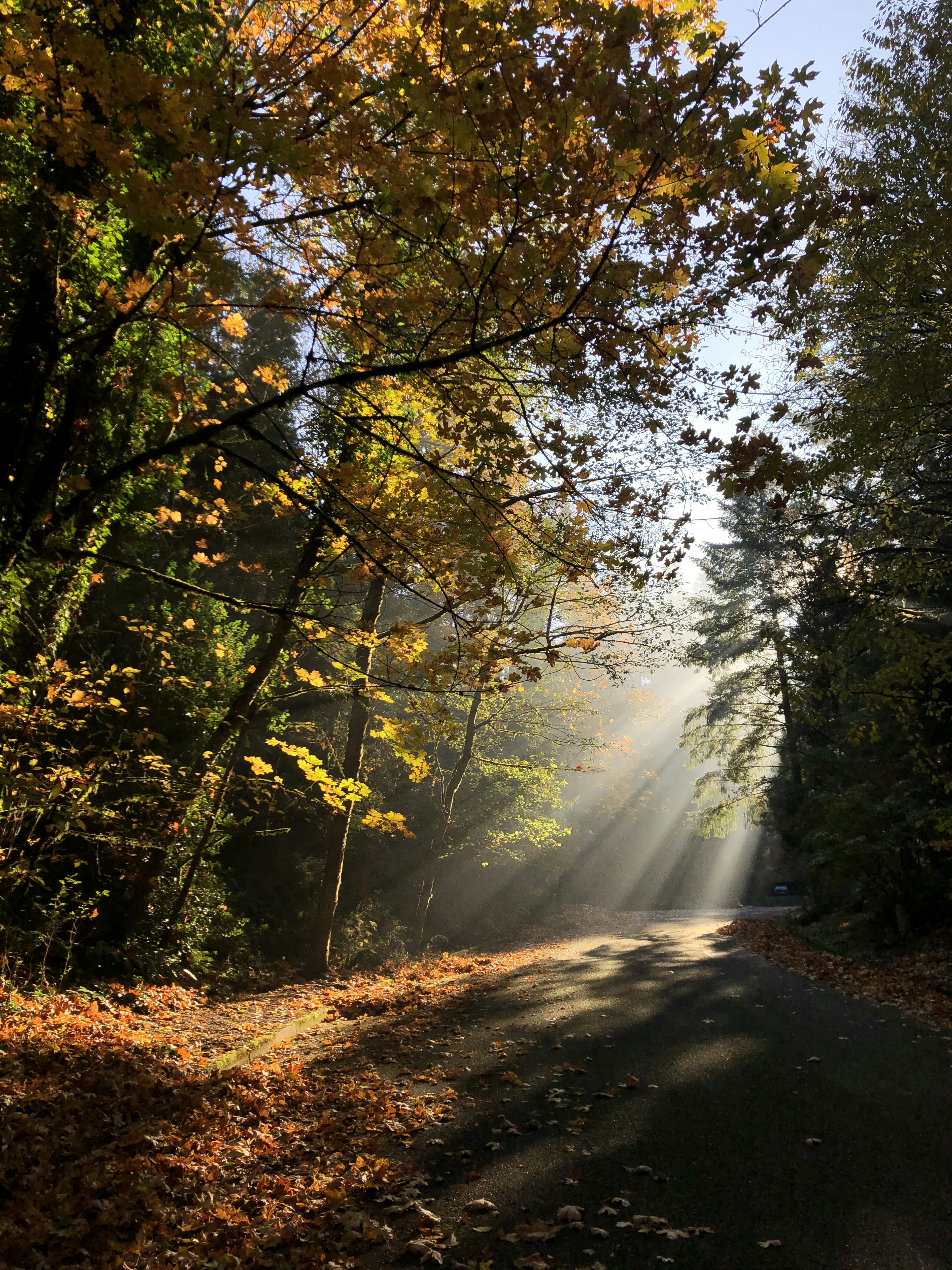 une route arborée de chaque côté