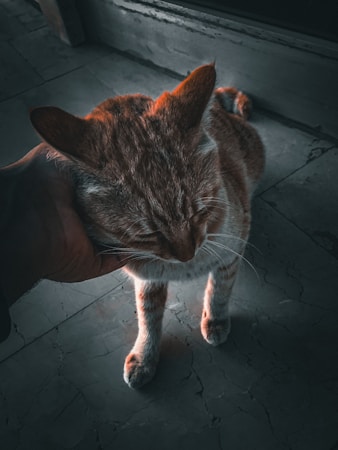 A ginger cat is being petted on the head by a human hand, standing on a gray tiled floor. The lighting creates a warm, intimate atmosphere.
