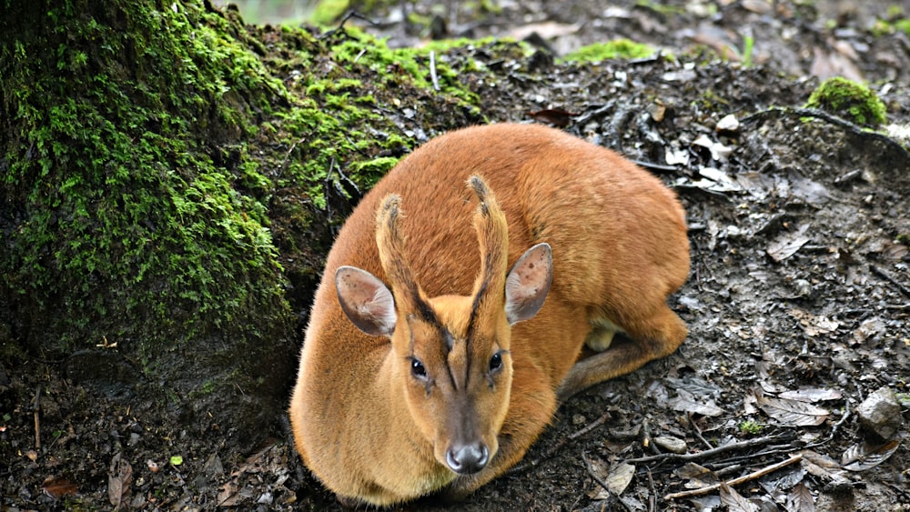 a fox lying on the ground