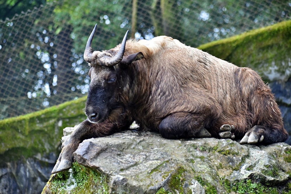 a large brown bear lays on a rock