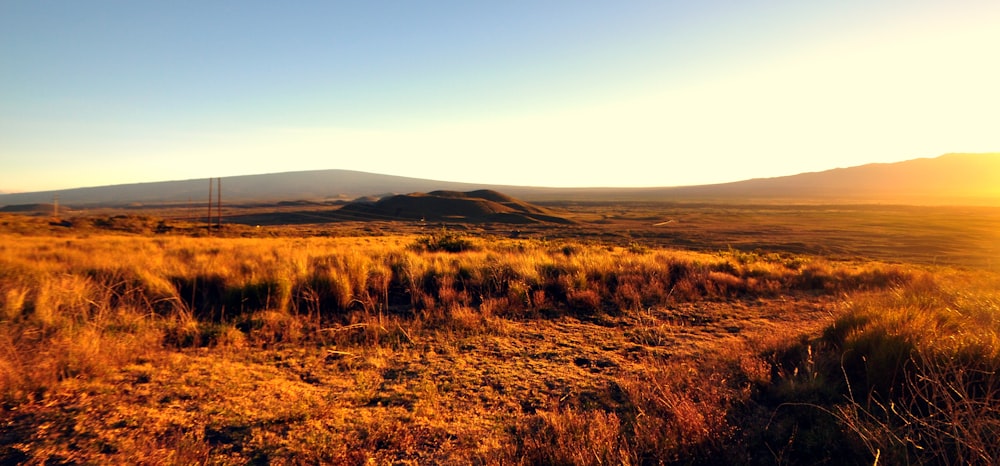 a field of brown grass