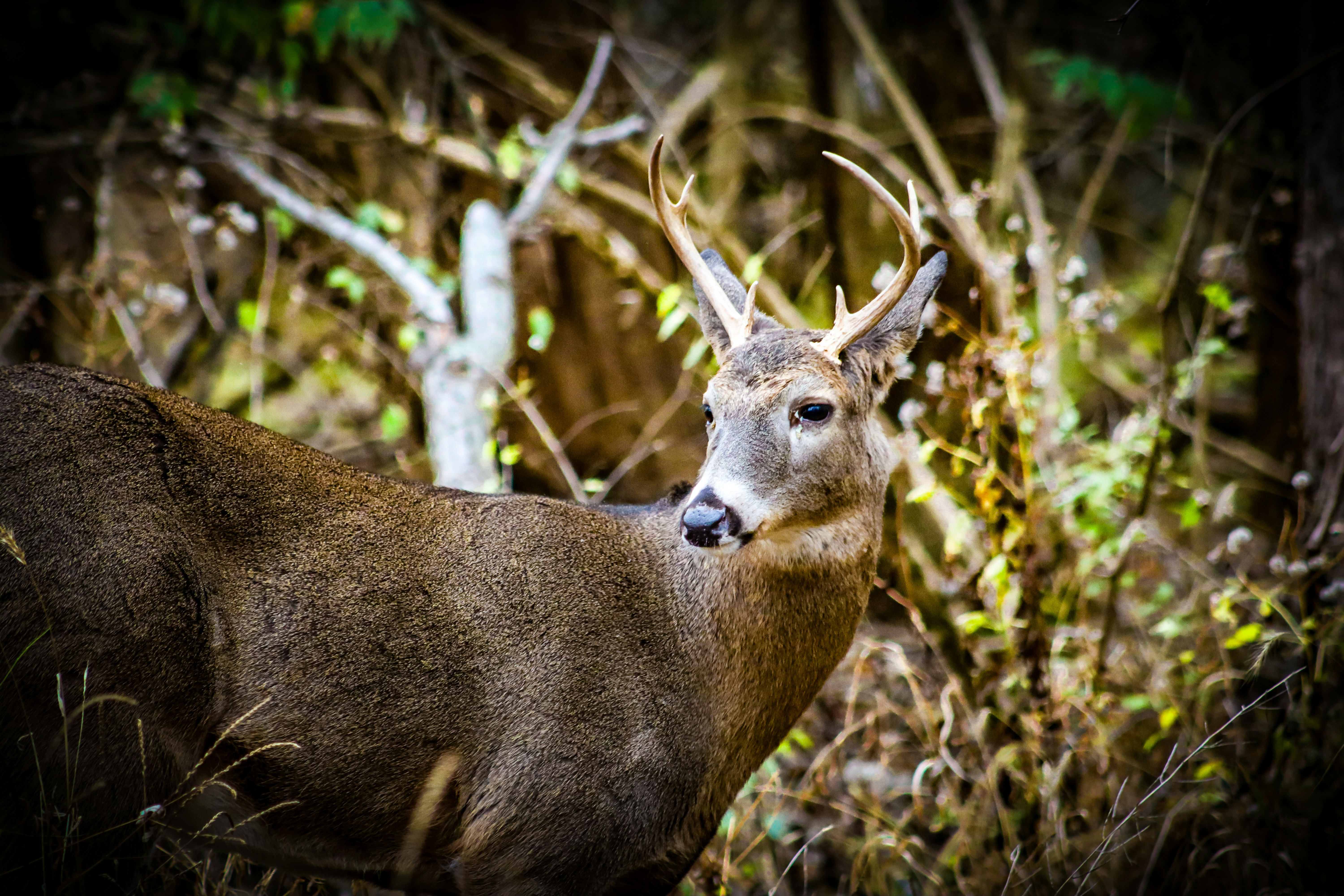 Photo by thesupremechips