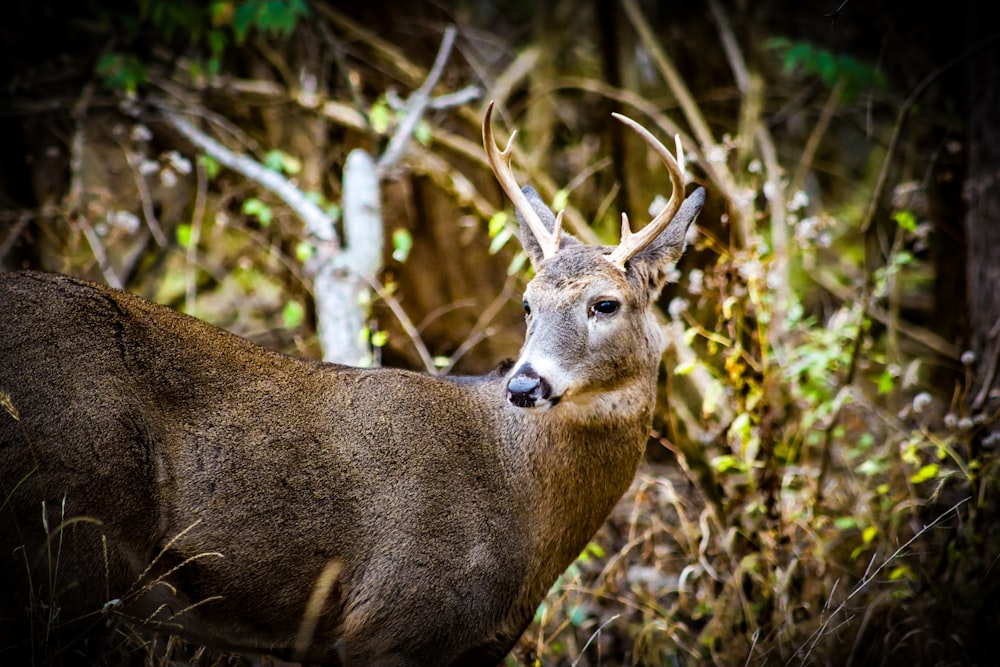 a deer in the woods