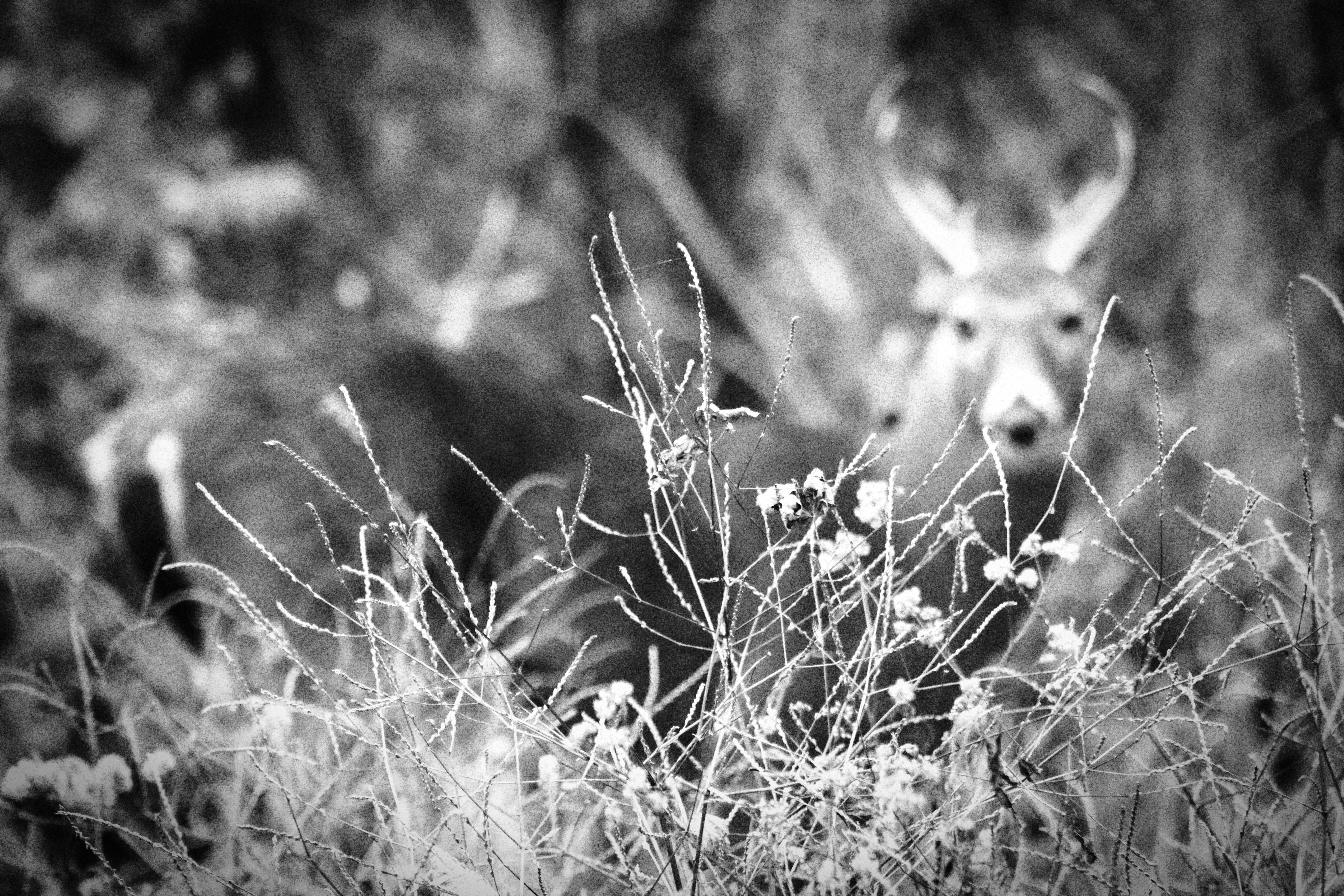 Photo by thesupremechips