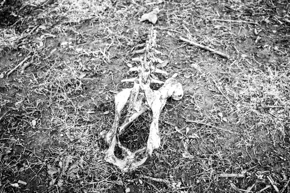 a skeleton of an animal