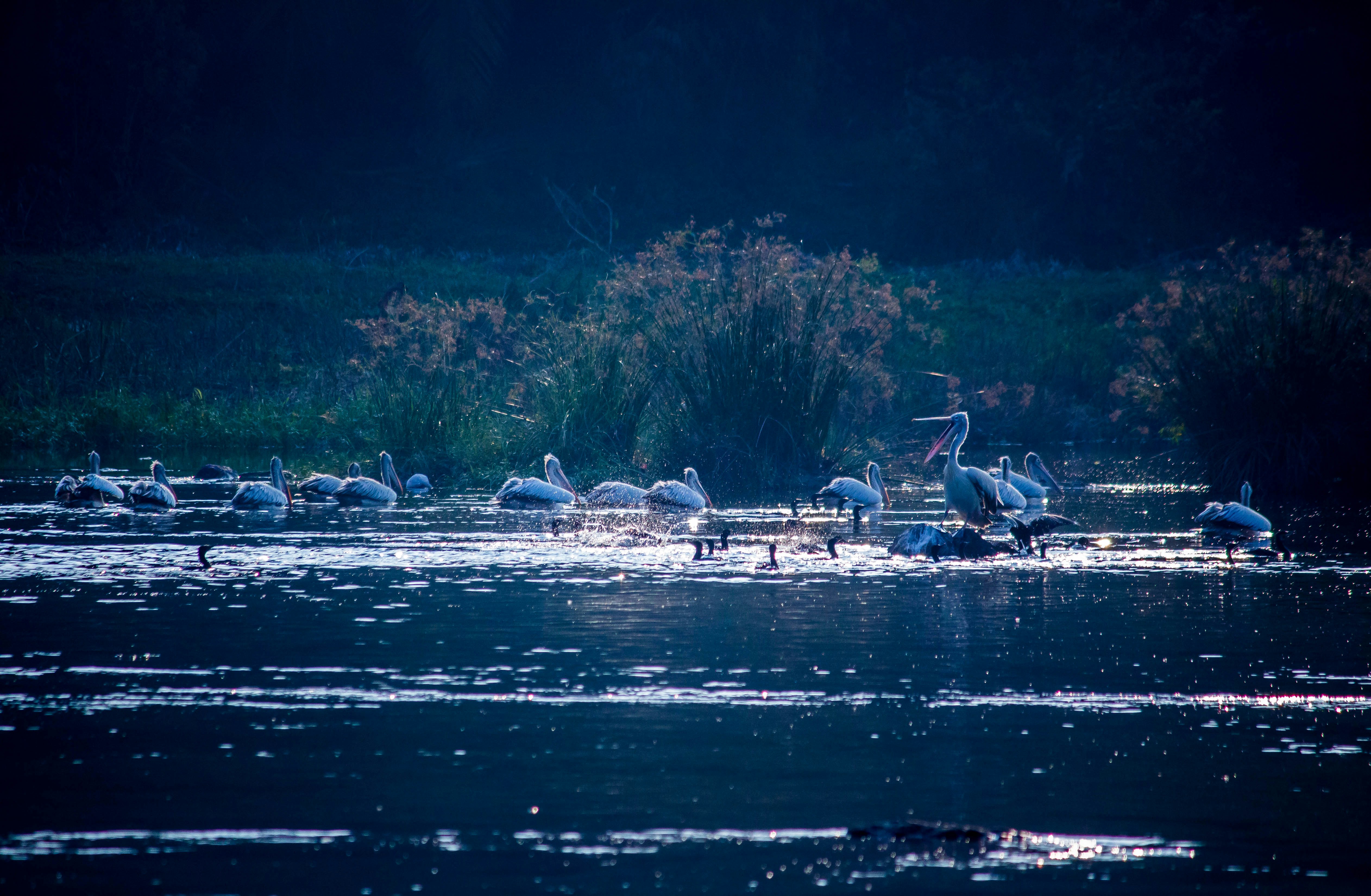 A flock of birds flying over water photo – Free Land Image on Unsplash