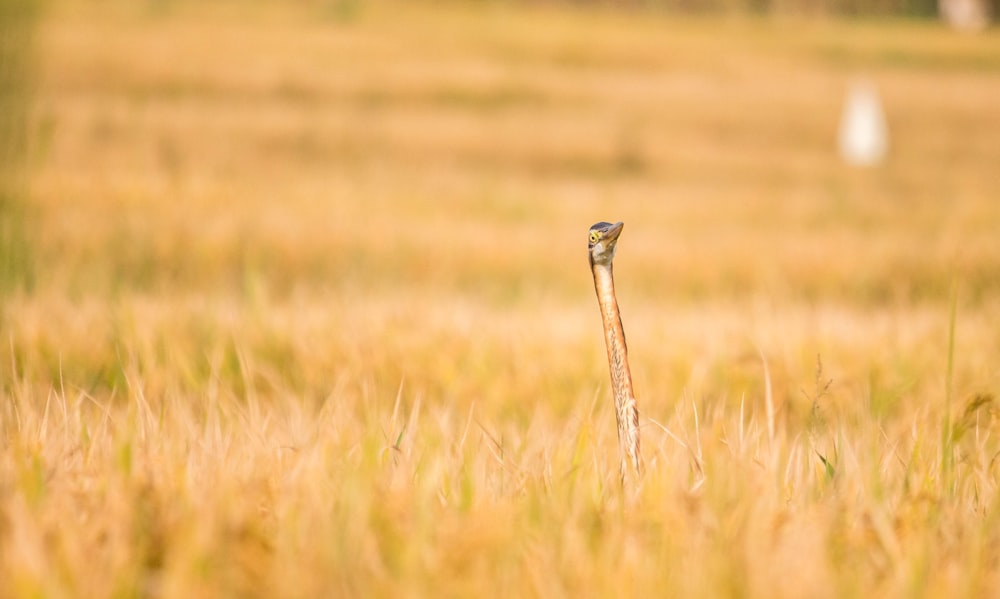 a bird standing in a field