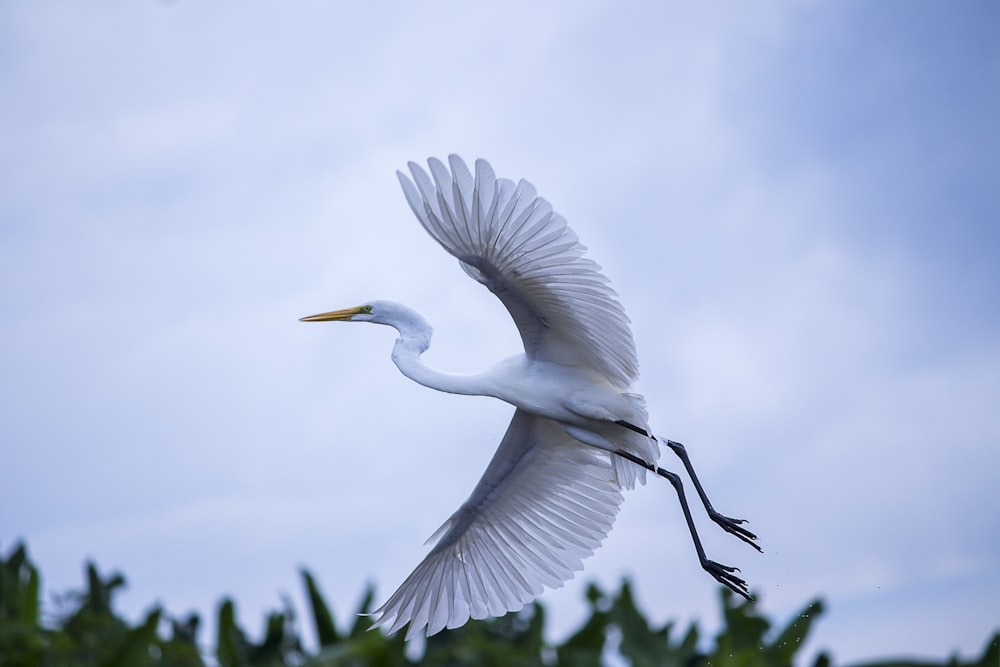 a white bird flying