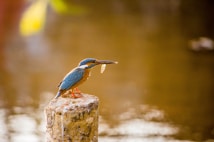 A vibrant kingfisher perches on a weathered wooden post over a calm body of water. The bird's bright blue and orange plumage stands out against the blurred, earthy brown background. It holds a small fish in its beak, showcasing its predatory skills.