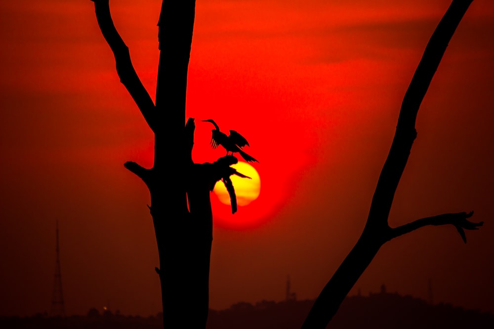 a person jumping off a tree