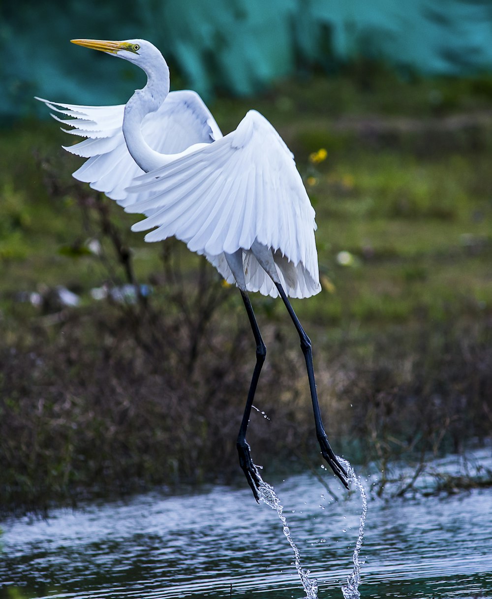 a white bird with a long beak