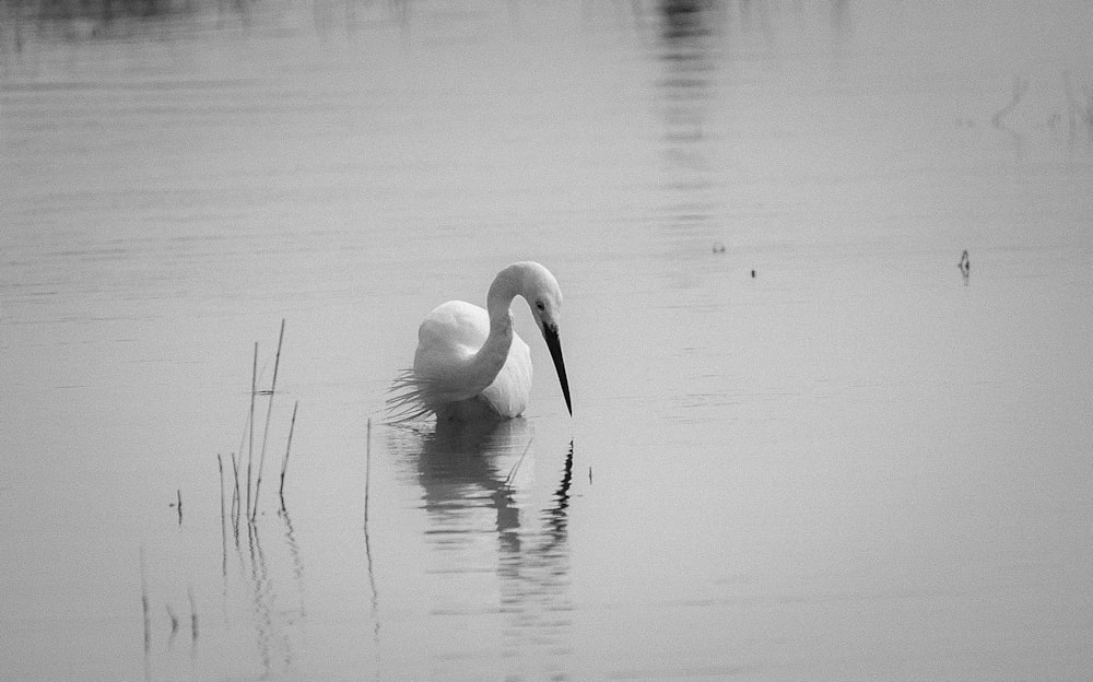 a white bird in the water