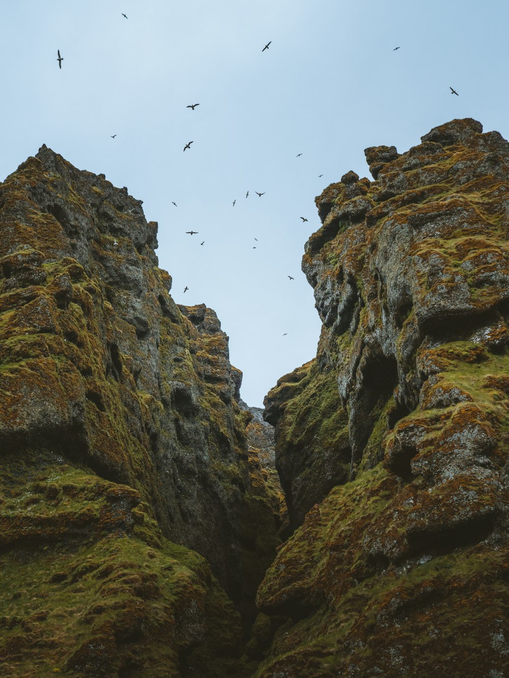a group of birds flying over a rocky cliff