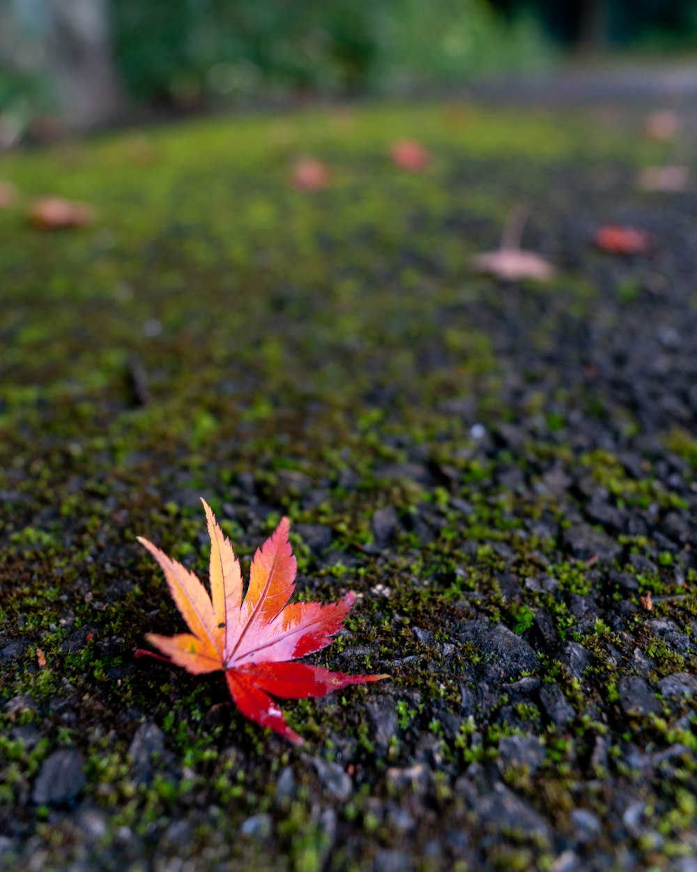 a red leaf on a rock