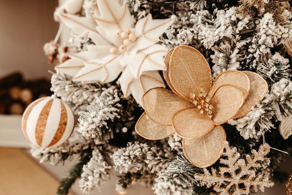 a white flower with a brown center