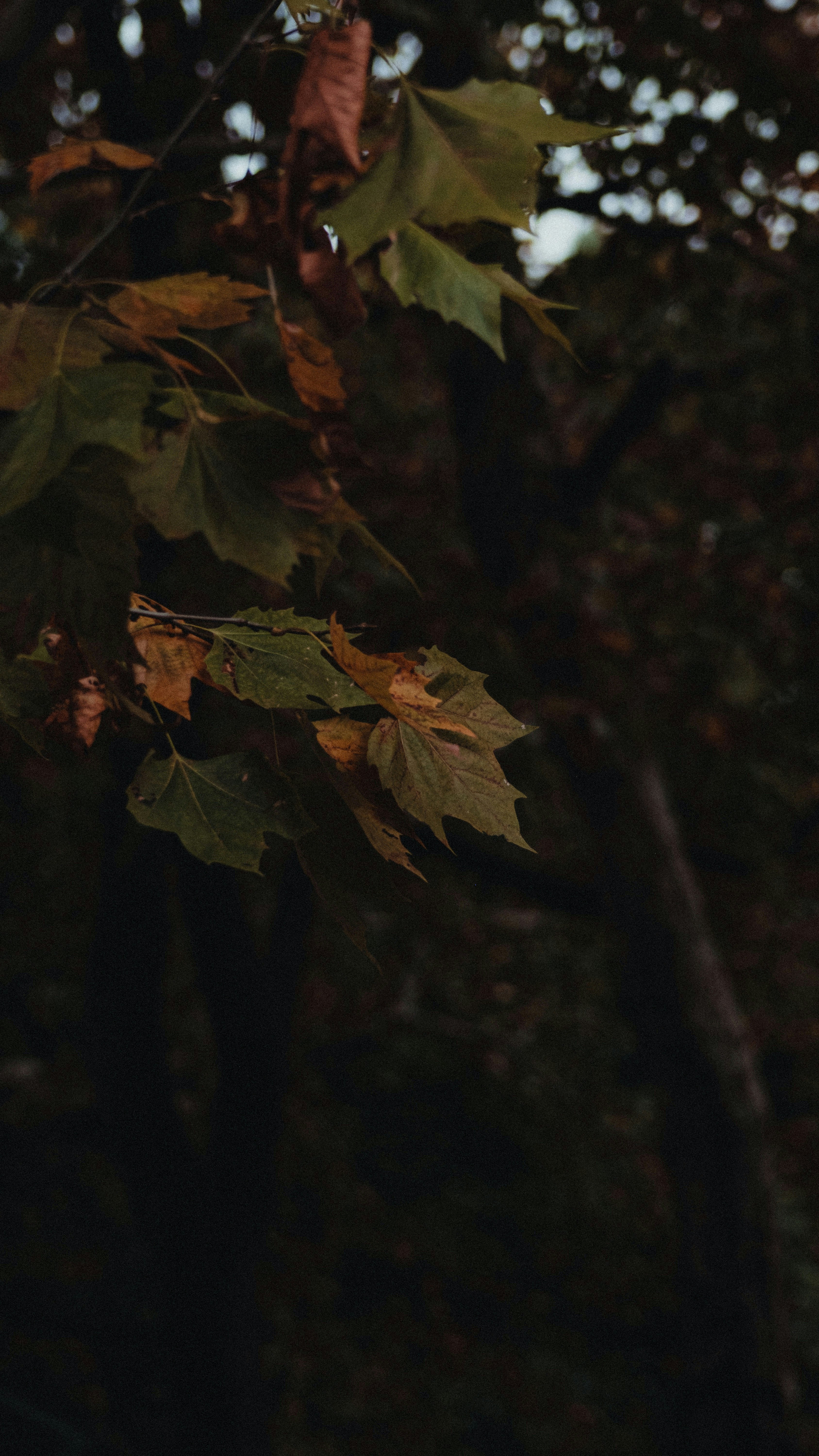 Photo by xiexianghua