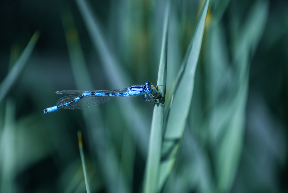 a dragonfly on a plant