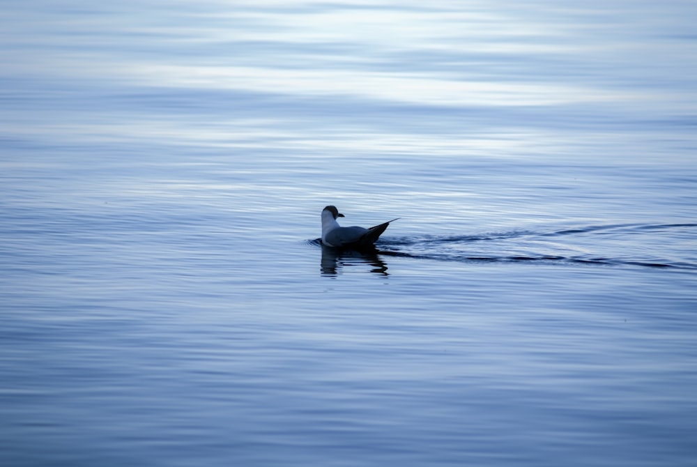 a dolphin swimming in the water