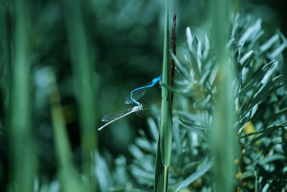 a dragonfly on a plant