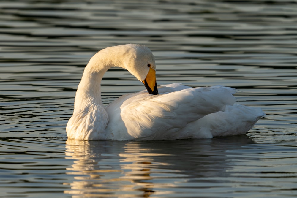 a couple of swans swimming in water