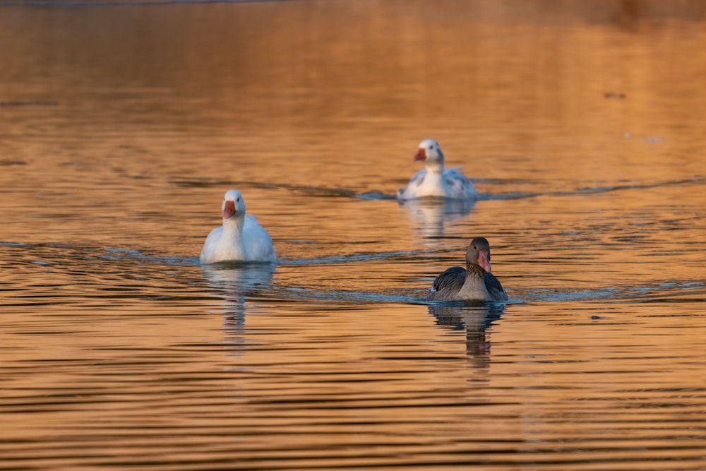 a group of ducks swimming in a lake