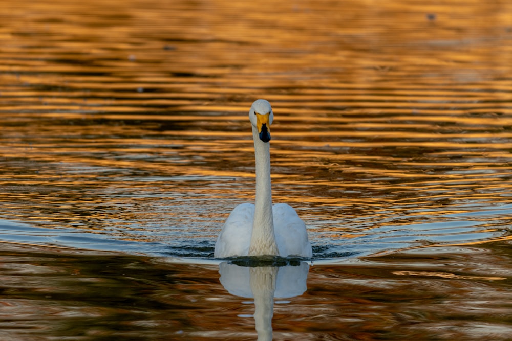 a swan swimming in water