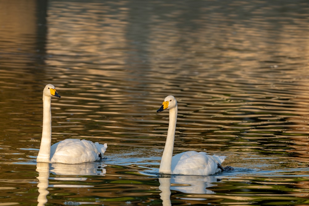 two swans swimming in water