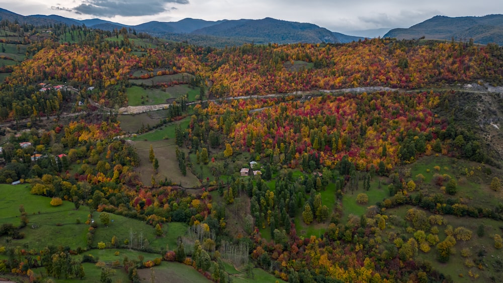 a beautiful landscape with trees and plants