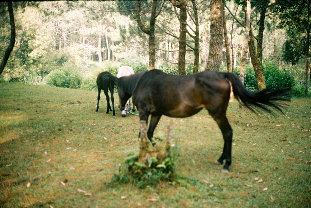 horses grazing in the woods