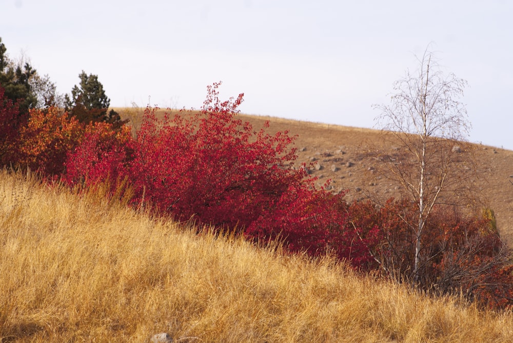 a group of trees in a field