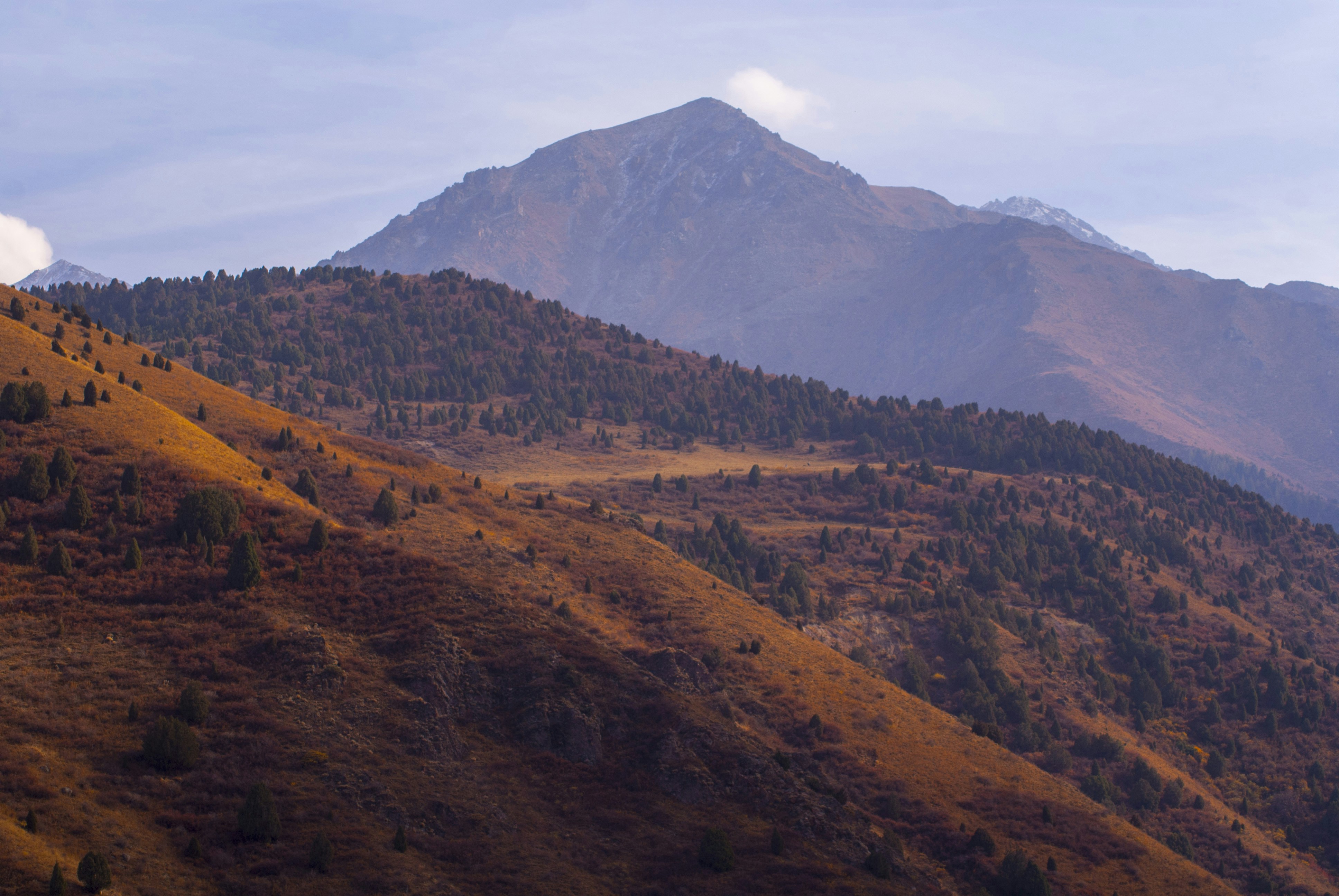 a mountain with trees and grass