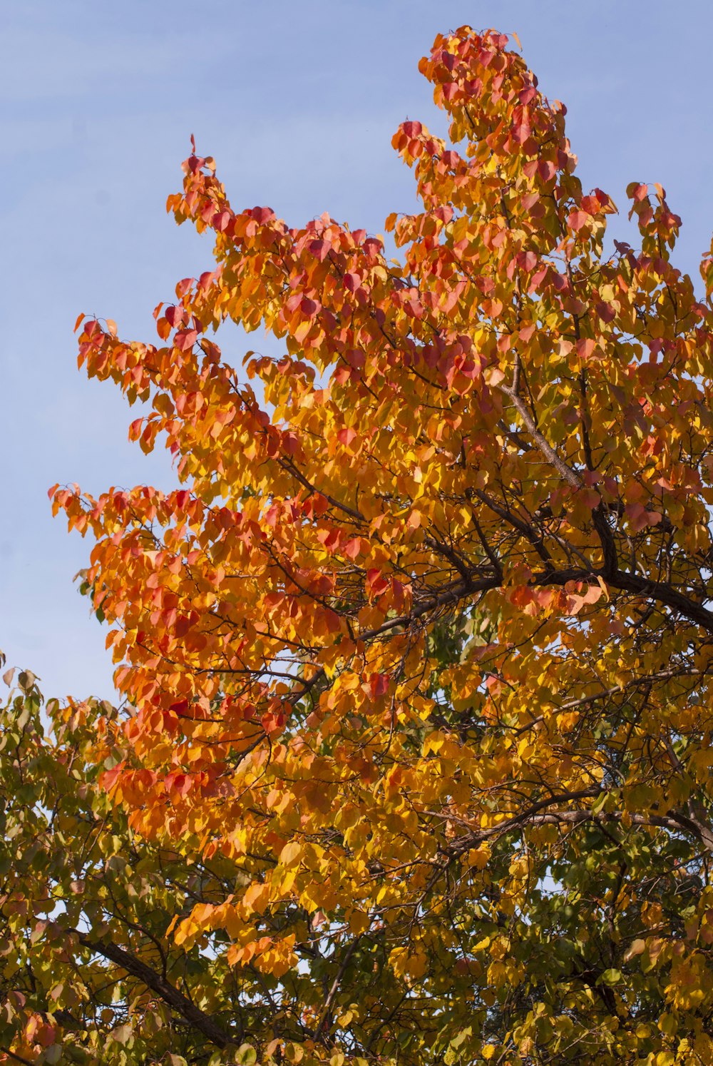 a tree with yellow leaves