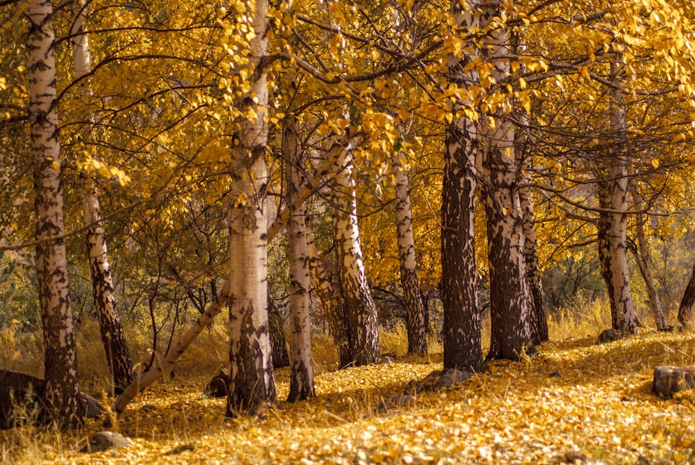 黄色い葉を持つ木の森