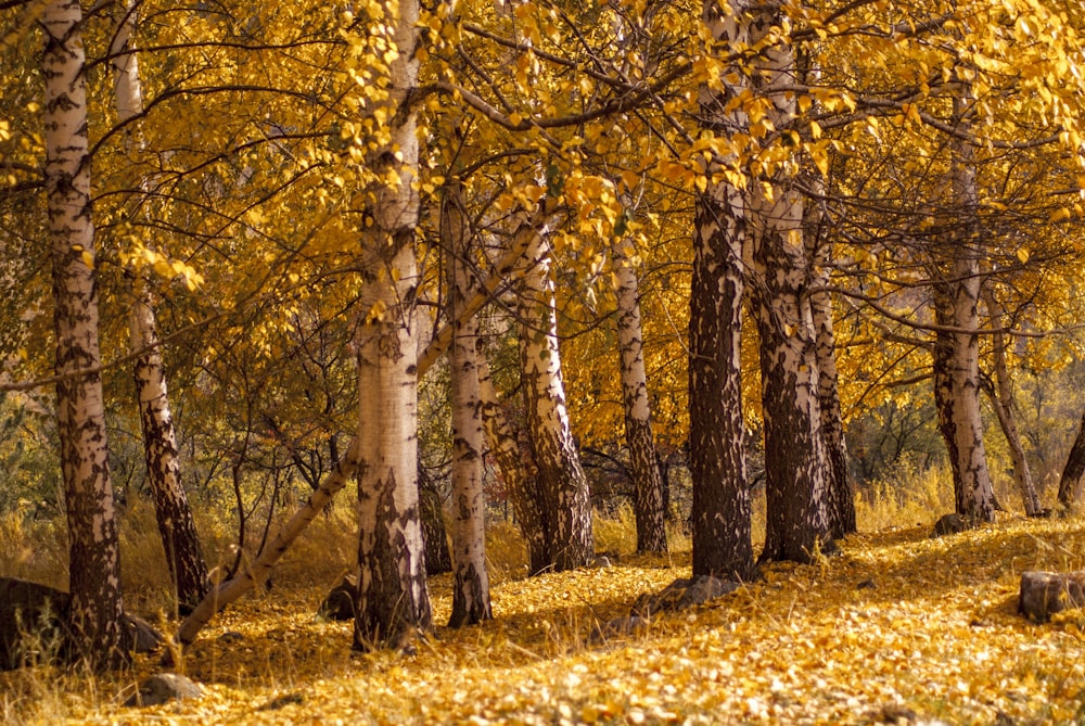 une forêt d’arbres aux feuilles jaunes